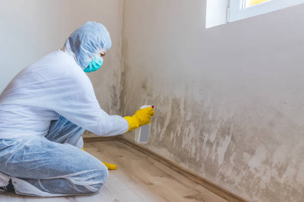 Licensed Mold Remediation service in Paulsboro, NJ - WQB Mold Removal